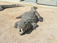 Crocodile (Photo F. Mrugala) (1)